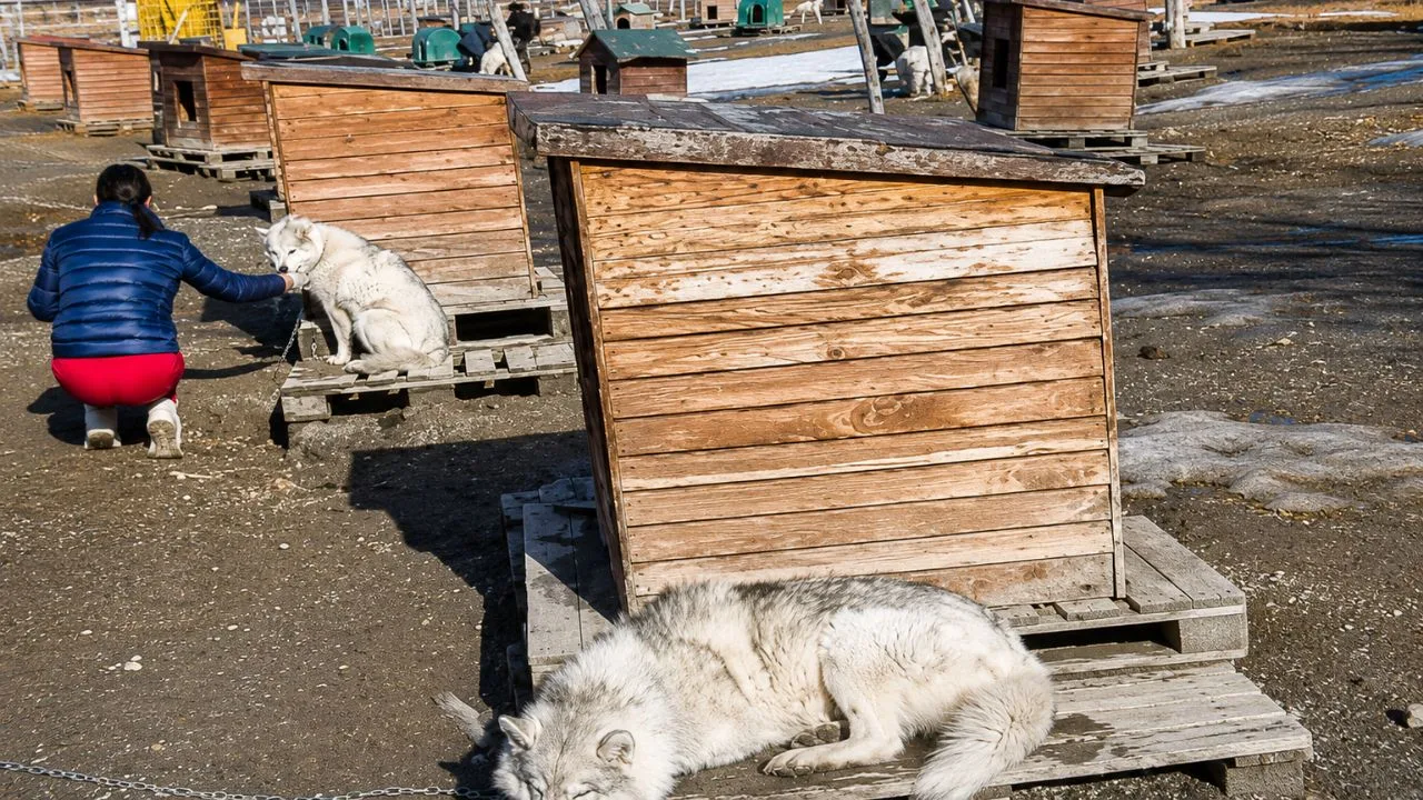 Perros de trineo en la nieve del Cerro Castor cerca de Ushuaia