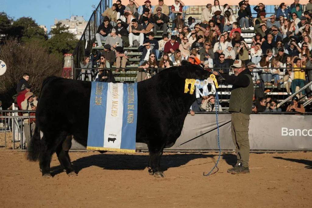 Toro Angus negro de gran porte posando en la Exposición Rural de Palermo