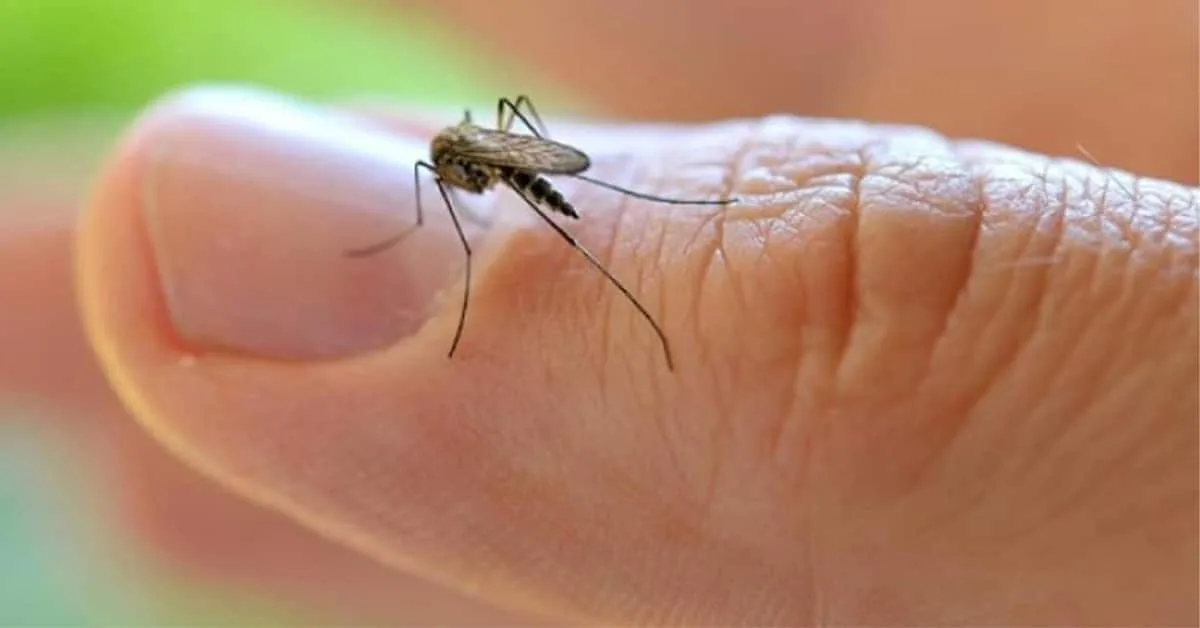 Técnicos de salud revisando posibles criaderos de mosquitos Aedes aegypti en un patio durante el invierno fueguino