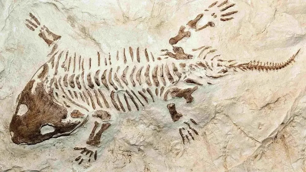 Fósil de reptil arcosauriforme de 240 millones de años hallado en Rio Grande do Sul, Brasil