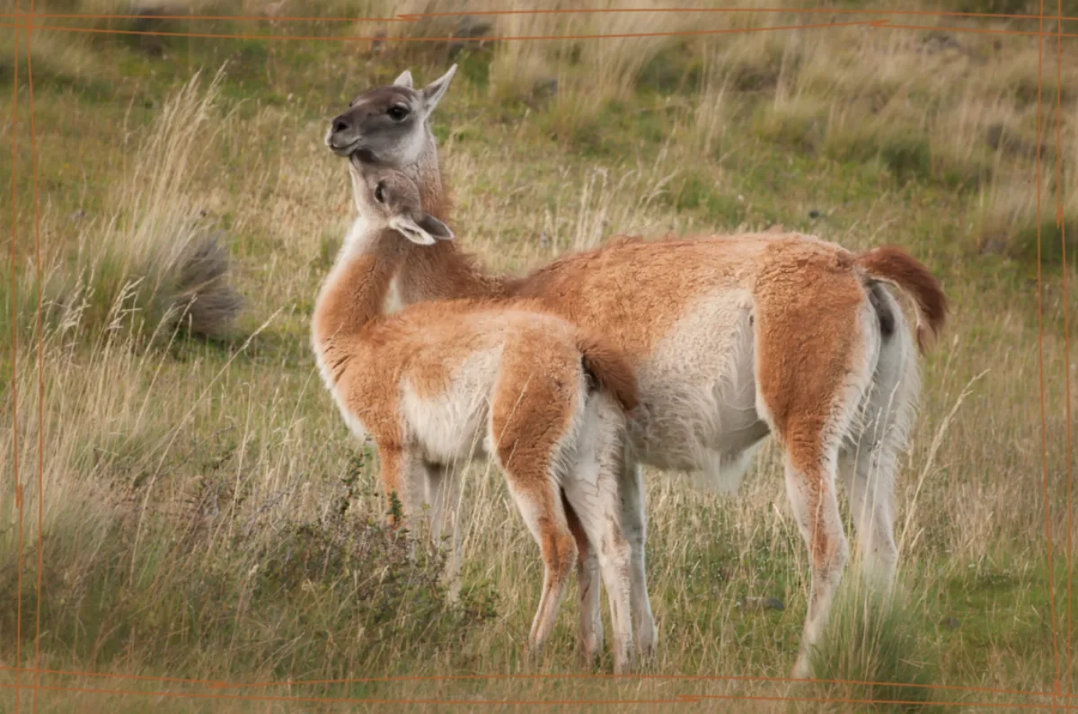 Hoy se celebra el Día Internacional del Guanaco en Tierra del Fuego