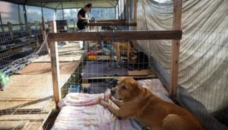 Como Perros y Gatos supera los $2 millones de deuda y pide ayuda para seguir rescatando