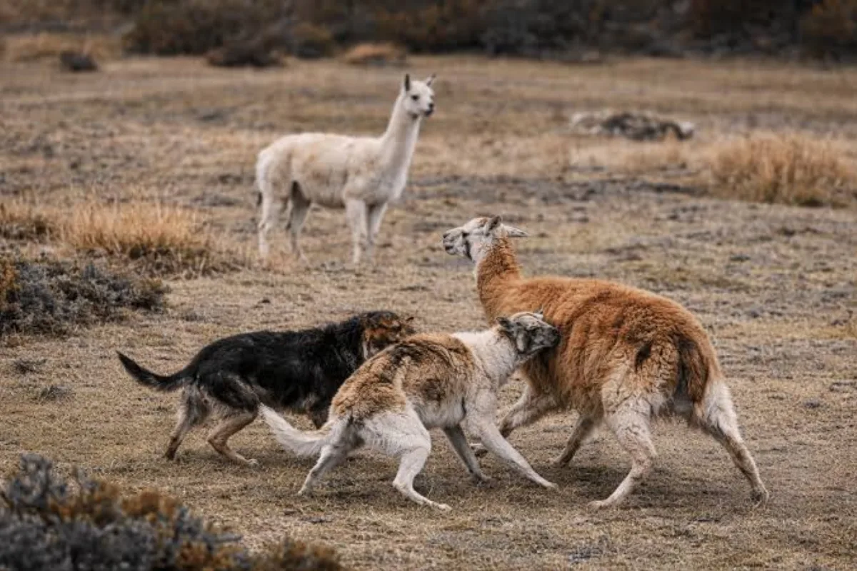 Perros asilvestrados preocupan a ambos lados de la frontera fueguina