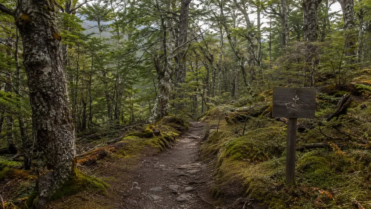 Sendero boscoso del Parque Nacional Tierra del Fuego