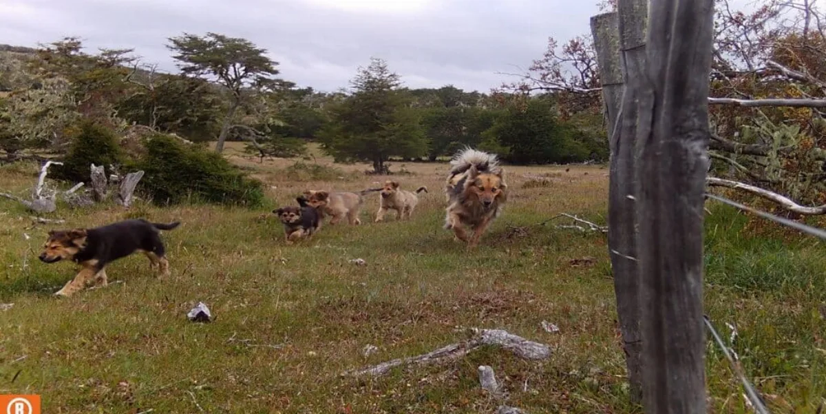 Perro Suelto Cero: Tierra del Fuego refuerza la lucha contra los canes sueltos y asilvestrados