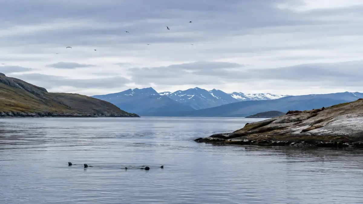 Paisaje del Canal Beagle con fauna marina a distancia