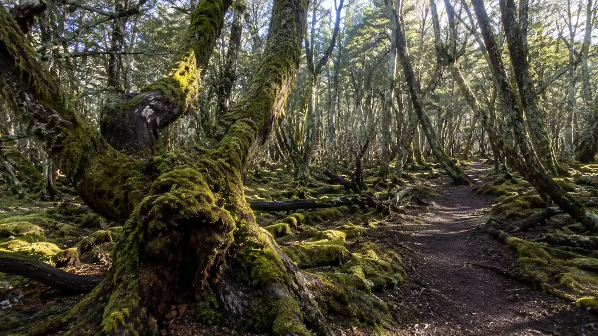 Bosque de lengas con musgo en el Parque Nacional Tierra del Fuego
