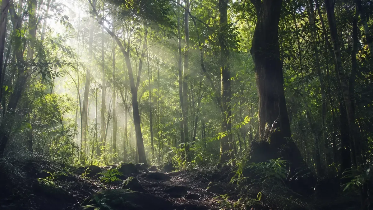Bosque nativo con rayos de luz filtrándose entre los árboles